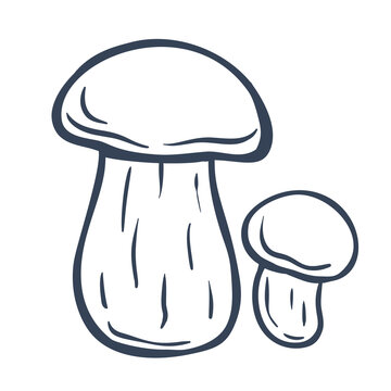 Porcini Mushrooms Hand Drawn Doodle
