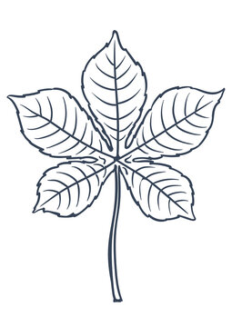 Chestnut Leaf