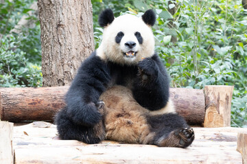 Naklejka premium Cute Giant Panda, Yuan Run, Sitting Upright and Snack Eating on Wooden Bench