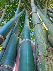 Fototapete Badezimmer Low Angle View of Tall Green Bamboo Stems Growing in Dense Forest  © Made