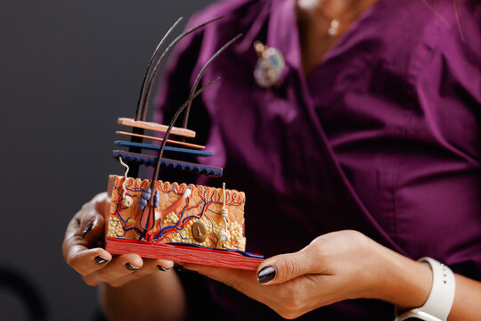 Closeup of scalp and hair follicle anatomical model with microscope and test tubes on lab bench for medical study and dermatology