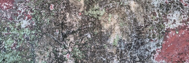Cracked concrete wall featuring weathered peeling paint and vibrant green moss © Harry