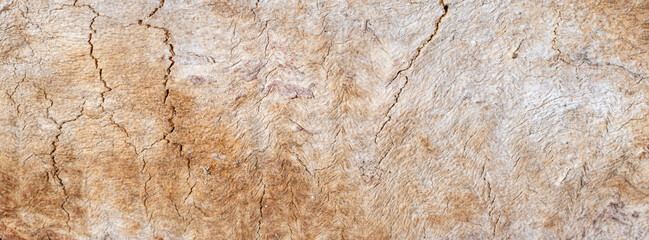 Fototapeta premium Close-up texture of weathered tree bark showing cracks, grain and natural wood patterns