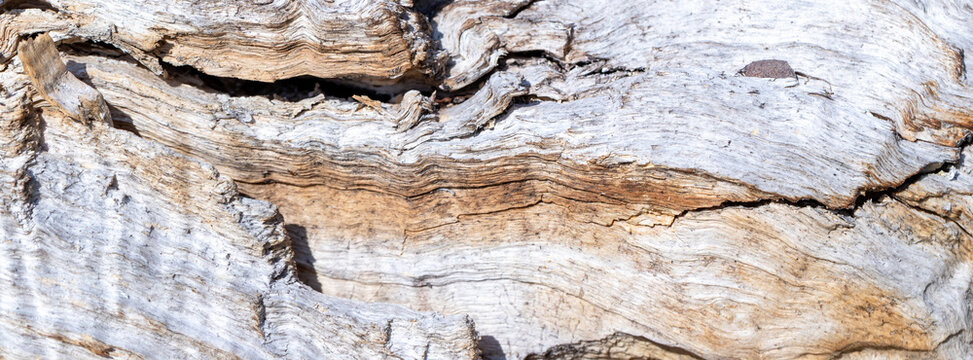 Weathered driftwood close-up showing cracked grain, texture and natural patterns on bleached wood surface