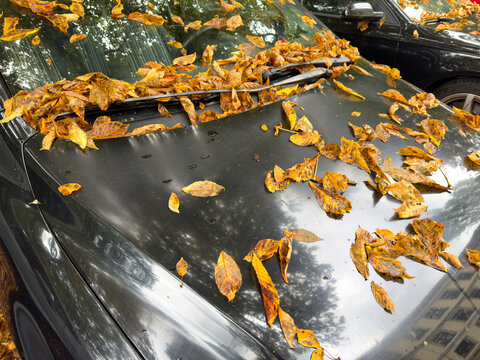 Autumn Leaves on a Car Hood &ndash; Seasonal Road Safety, Visibility and Safe Driving Concept