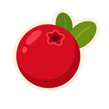 cranberry vector illustration