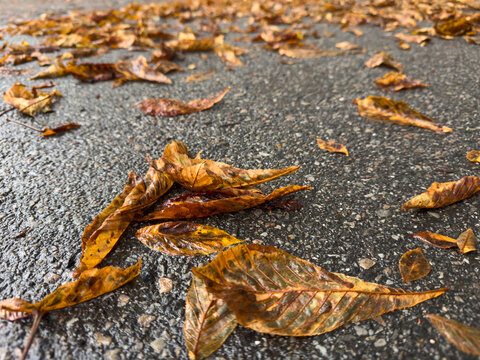 Fallen Leaves on Footpath in Autumn &ndash; Slipping Hazard, Pedestrian Safety and Accident Prevention Concept