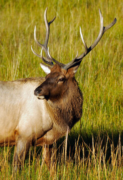 Male Elk portrait at Yellowstone National Park