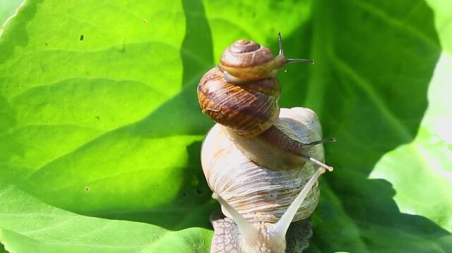 THREE brown garden snails climb up a thin plant stem near green leaves, one gradually crawling over the shell of another and moving steadily upward in bright daylight outdoors.