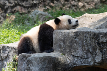 Cute Giant Panda Leaning on Rock © foreverhappy