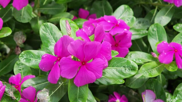Beautiful blooming magenta periwinkle flower