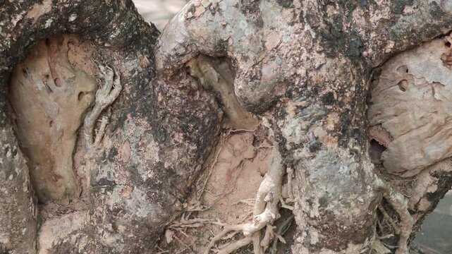  A Rough hollow tree base