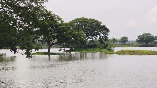 Rain Tree Beside Vast Pond