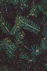 Real dark green spruce branches in a dense needle texture with a vintage cinematic tone. Anchors a moody christmas and design holiday background with a full frame composition. © Aleksandra Konoplya
