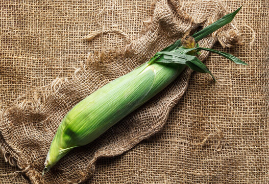 Fresh ear of corn in its green husk resting on rustic burlap fabric with a natural farm-inspired presentation.