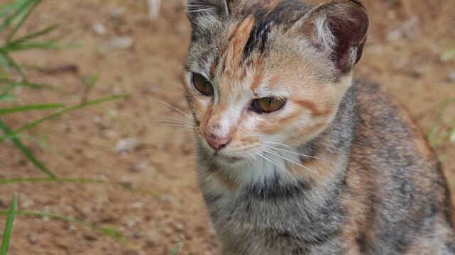 Stray brown and black cat
