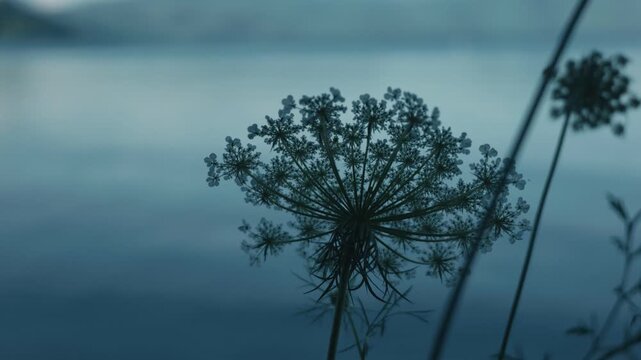 A white flower quietly blooming along the shores of Lake Toya
