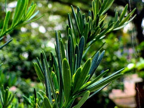 Lush Green Podocarpus Bonsai Tree Needle Foliage Outdoor