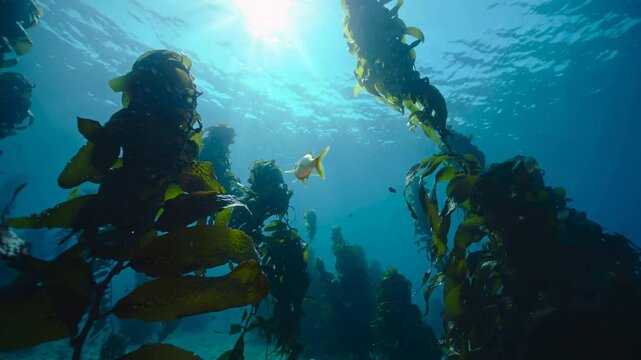 Swimming golden-yellow fish drifting in current, navigating kelp channel in sunlit kelp forest