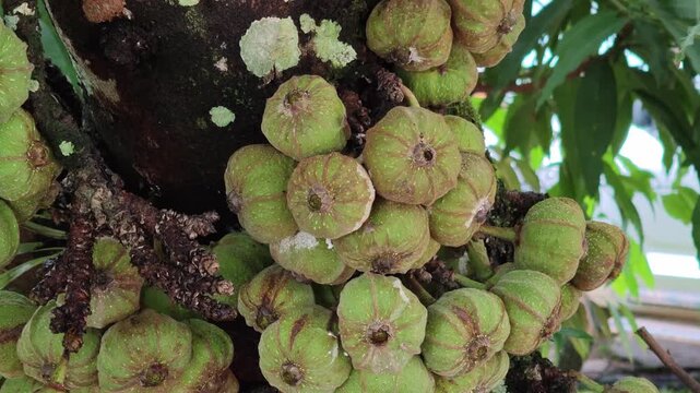Wild Fig Fruit