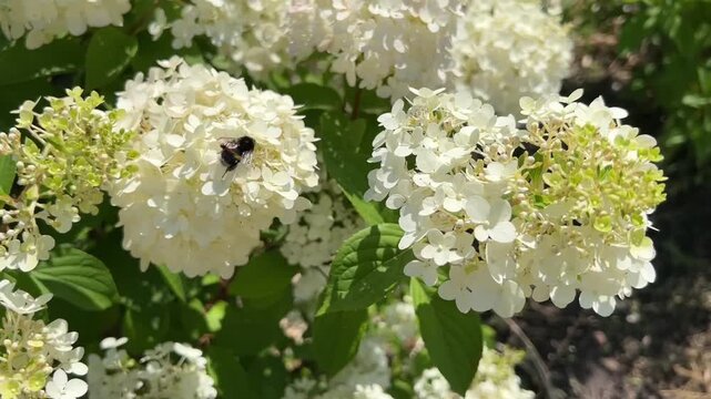 Bumblebee pollinating blooming white hydrangea flowers in sunny summer garden surrounded by green leaves