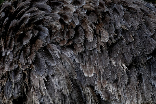 Close-up of textured ostrich feathers and plumage
