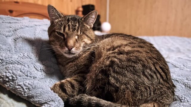 A one-eyed tabby cat looking at camera lies on a soft grey blanket at home. Concept of shelter for stray animals. Disabled pet without the eye, domestic animal, health care. High quality 4k footage.