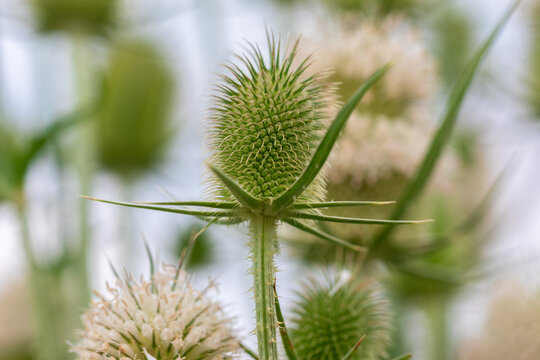 Macro image of a green teasel flower head in sharp focus with blurred background, showcasing its spiky texture and natural detail. Perfect for botanical or nature concepts.