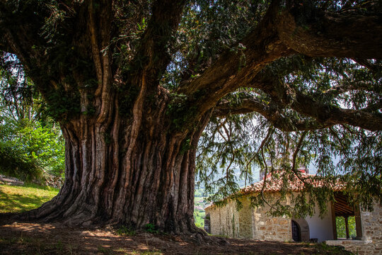 Ancient yew tree of Bermiego and chapel. Asturias. Spain