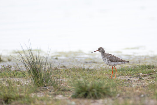 Rotschenkel am Ufer
