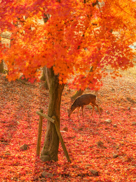 紅葉に差し込む光。草を喰む鹿。逆光に輝く体毛。野生の鹿のいる風景。自然風景素材。