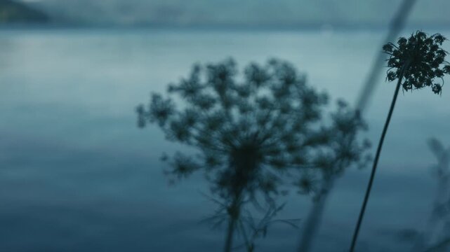 A white flower quietly blooming along the shores of Lake Toya
