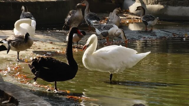 Black swan and mute swan stand in shallow water among Canada and greylag geese. Mixed waterfowl scene shows social behavior, habitat and bird diversity