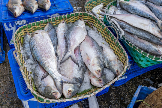 View of Fishery Ghat with fresh fish displayed in woven baskets on ice at a bustling market in Chittagong, Chittagong Division, Bangladesh.