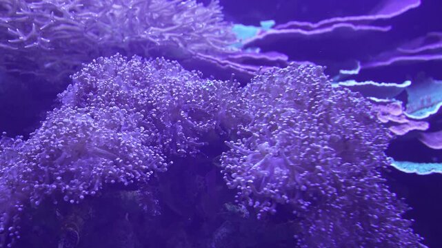 Soft Coral Polyps Glowing Under Blue Light in Reef Aquarium
