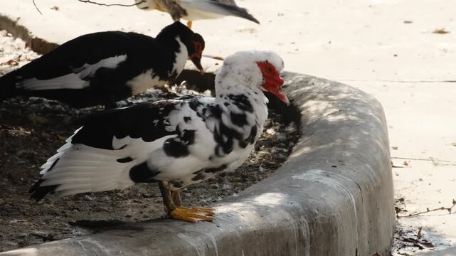 Two Muscovy ducks preen their black and white plumage near a pond. Close animal behavior scene shows grooming, feather care and natural waterfowl habits