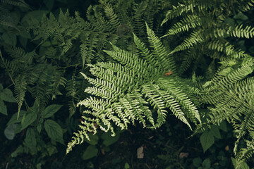 Macro close up view of fresh green fern fronds in forest, natural pattern texture, botanical life concept, springtime nature freshness. © marii