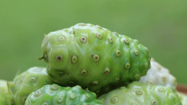 Fresh noni are high nutrients and antioxidants.