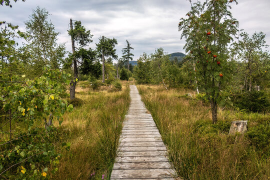 Wooden Boardwalk across Enzian Peatland on the Hiking Trail to Enzian Mountain in the Bavarian Forest, Bavaria, Germany
