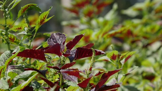 Close up of amaranth leaves and stems waving gently in the wind in a green garden. Botanical texture.