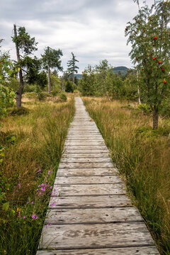 Wooden Boardwalk across Enzian Peatland on the Hiking Trail to Enzian Mountain in the Bavarian Forest, Bavaria, Germany