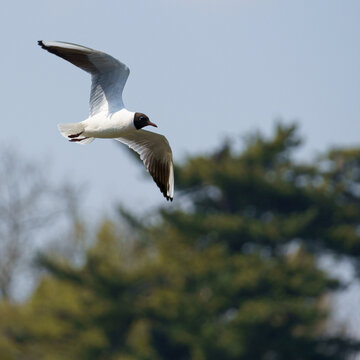 Black-headed Gull Flying in Lednice⁠