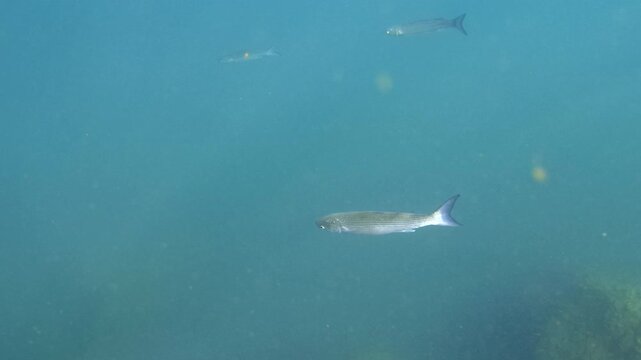 Small striped mullet fish swimming underwater in blue ocean water with sunlight rays and a dark seabed