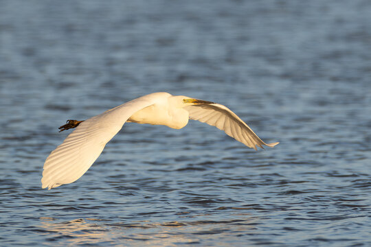 Silberreiher im Flug