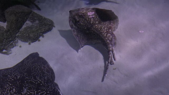 Stingrays Swimming Over Sandy Bottom in Large Aquarium Tank