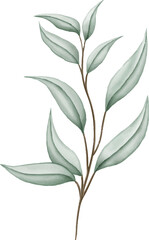 Fototapeta premium Watercolor Eucalyptus Branch Leaves Botanical Illustration