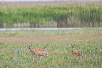 Rehe in Feuchtwiese © Markus