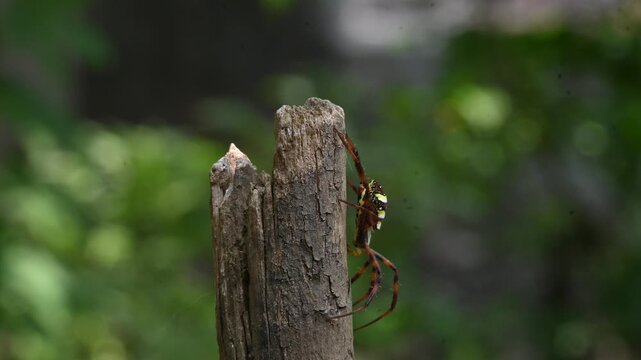 Argiope bruennichi or&nbsp;wasp spider. It is a species of&nbsp;orb- weaver&nbsp;spider found in Europe,&nbsp;Asia&nbsp;and&nbsp;Africa. This species features distinctive yellow, white and black markings on its abdomen.