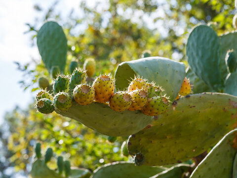 Indian prickly pea, or prickly pear cactus, also known as fig prickly pear (Latin- Opuntia ficus‑indica), is a species of plant in the genus Opuntia, family Cactaceae