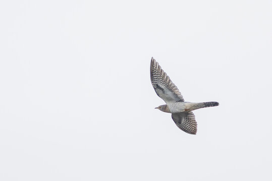Kuckuck im Flug